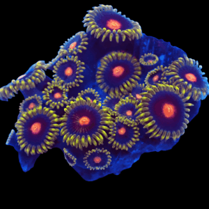 WYSIWYG Blowpops Zoa Frag