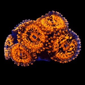 WYSIWYG Golden Fandango Zoa Frag
