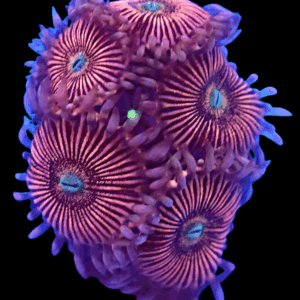 WYSIWYG HGA Peach Snapz Zoa Frag