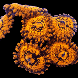 WYSIWYG Golden Fandango Zoa Frag