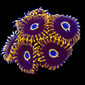 WYSIWYG HGA Blue Angels Zoa Frag