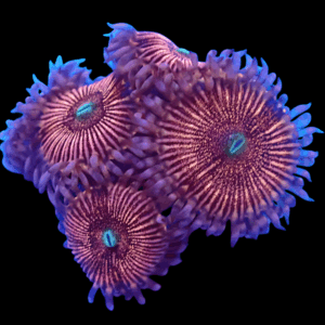 WYSIWYG HGA Peach Snapz Zoa Frag