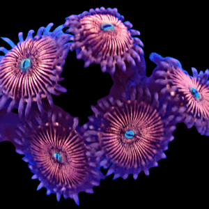 WYSIWYG HGA Peach Snapz Zoa Frag