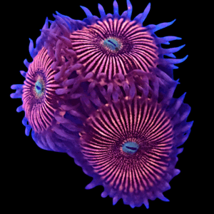 WYSIWYG HGA Peach Snapz Zoa Frag