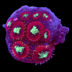 WYSIWYG HGA Toxic Vendetta Zoa Frag