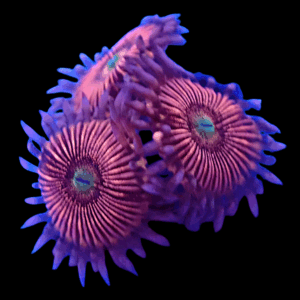 WYSIWYG HGA Peach Snapz Zoa Frag