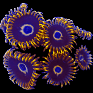 WYSIWYG HGA Blue Angels Zoa Frag