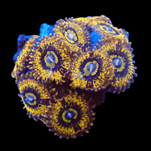 WYSIWYG HGA Golden Pearl Zoa Frag