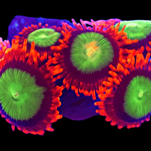 WYSIWYG Goblins of Fire Zoa Frag