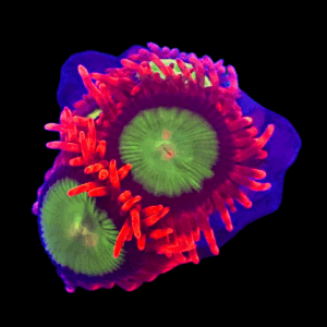 WYSIWYG Goblins of Fire Zoa Frag