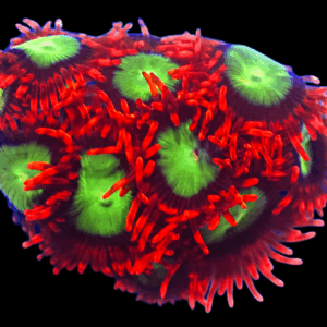 WYSIWYG Goblins of Fire Zoa Frag