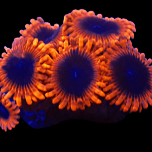 WYSIWYG Lunar Eclipse Frag