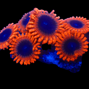 WYSIWYG Lunar Eclipse Frag