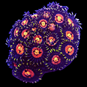 WYSIWYG HGA Acid Blush Frag