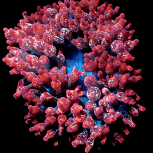 WYSIWYG Rare "Crazy" Filipino Snowflake Anemone