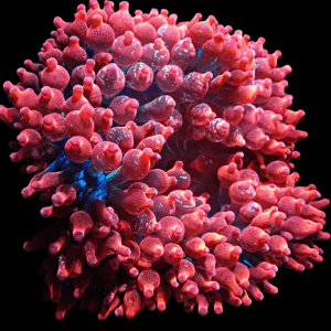 WYSIWYG Rare "Crazy" Filipino Snowflake Anemone