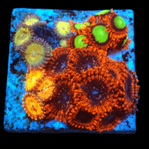 WYSIWYG Mixed Tile Zoa Frag