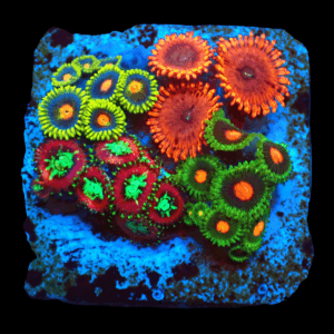 WYSIWYG Mixed Tile Zoa Frag