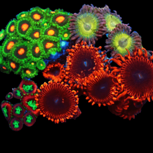 WYSIWYG Mixed Tile Zoa Frag