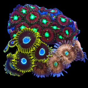 WYSIWYG Mixed Tile Zoa Frag