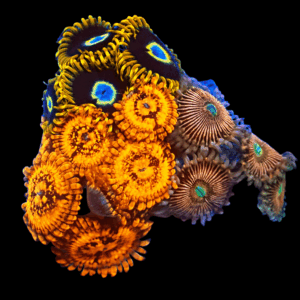 WYSIWYG Mixed Tile Zoa Frag