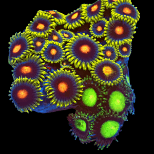 WYSIWYG Mixed Tile Zoa Frag