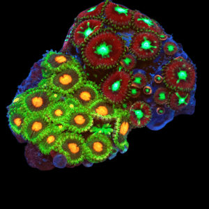 WYSIWYG Mixed Tile Zoa Frag