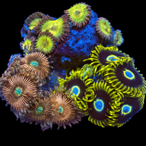 WYSIWYG Mixed Tile Zoa Frag
