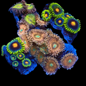 WYSIWYG Mixed Tile Zoa Frag
