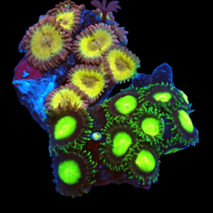 WYSIWYG Mixed Tile Zoa Frag