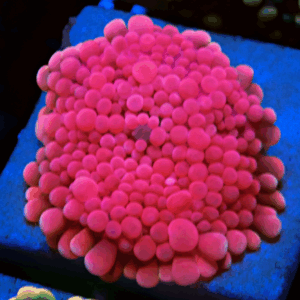 Stunning Pink Ricordea Yuma