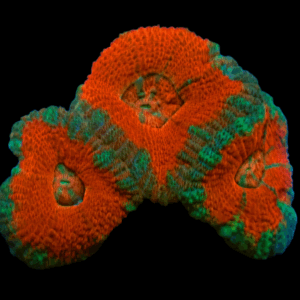 Red and Cyan Acan Frag