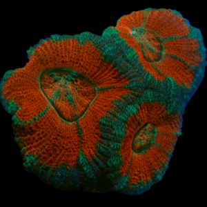 Red and Cyan Acan Frag