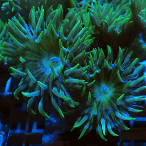 Aussie Duncans - Various Frag Sizes