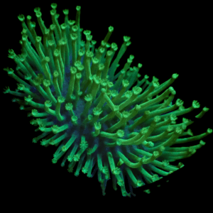 Japanese Green Weeping Willow Toadstool