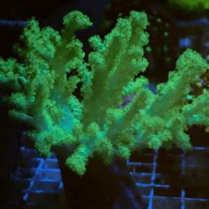 Neon Green Bushy Sinulara Finger