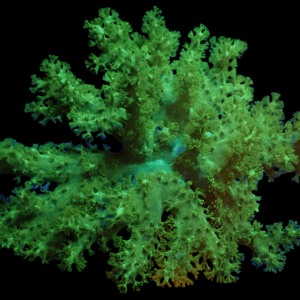 Neon Green Bushy Sinulara Finger