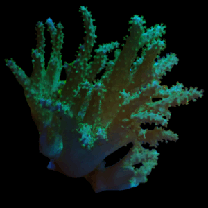 Green Smooth Skin Sinulara Finger