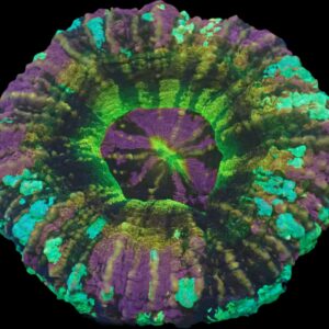 Amethyst Halo Scolymia