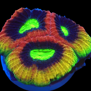 Dragon Soul Favia Frag