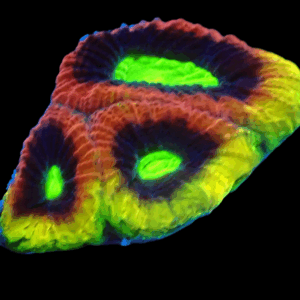 Dragon Soul Favia Frag