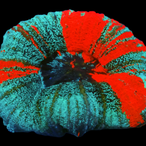 Cosmic Glitter Scolymia