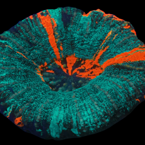 Obsidian Glitter Scolymia