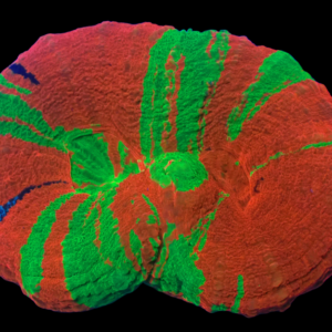 Double Bleeding Apple Scolymia