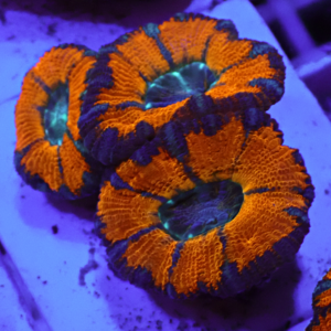 WYSIWYG Acan Frag
