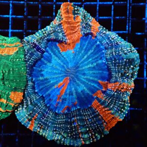 Personalised listing for Kev