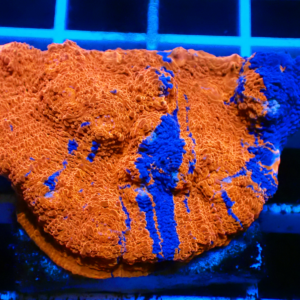 WYSIWYG Rainbow chalice Frag