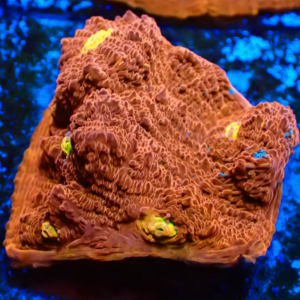WYSIWYG Rainbow chalice Frag