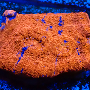 WYSIWYG Rainbow chalice Frag