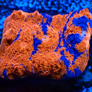 WYSIWYG Rainbow chalice Frag